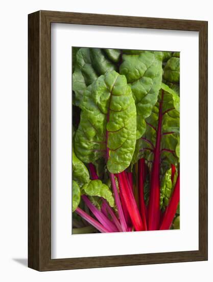 Organic Chard in a Green House, Savannah, Georgia, USA-Joanne Wells-Framed Photographic Print