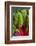 Organic Chard in a Green House, Savannah, Georgia, USA-Joanne Wells-Framed Photographic Print