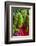 Organic Chard in a Green House, Savannah, Georgia, USA-Joanne Wells-Framed Photographic Print