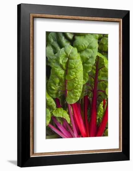 Organic Chard in a Green House, Savannah, Georgia, USA-Joanne Wells-Framed Photographic Print