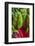 Organic Chard in a Green House, Savannah, Georgia, USA-Joanne Wells-Framed Photographic Print