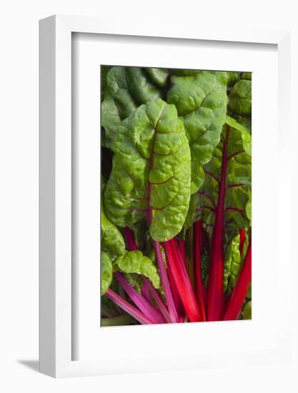 Organic Chard in a Green House, Savannah, Georgia, USA-Joanne Wells-Framed Photographic Print