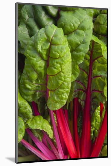 Organic Chard in a Green House, Savannah, Georgia, USA-Joanne Wells-Mounted Photographic Print