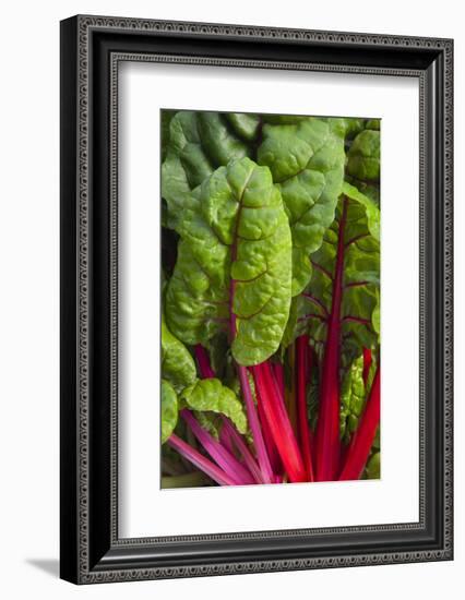 Organic Chard in a Green House, Savannah, Georgia, USA-Joanne Wells-Framed Photographic Print