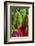 Organic Chard in a Green House, Savannah, Georgia, USA-Joanne Wells-Framed Photographic Print