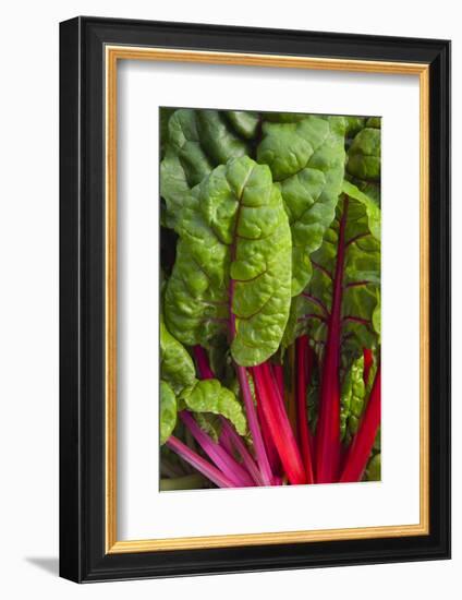 Organic Chard in a Green House, Savannah, Georgia, USA-Joanne Wells-Framed Photographic Print