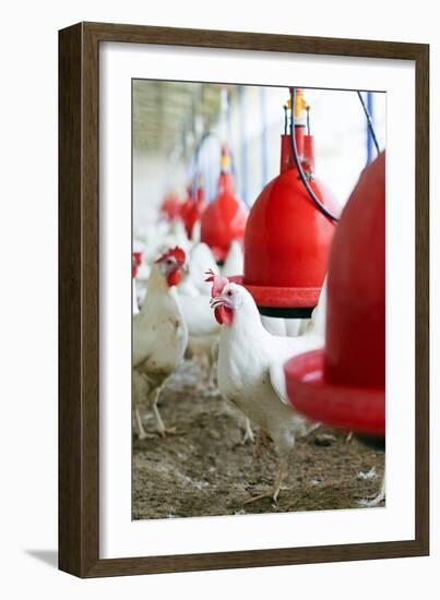 Organic Chicken Farming-null-Framed Photographic Print
