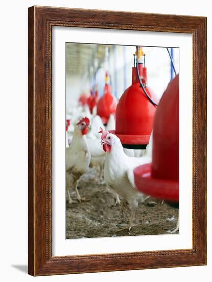 Organic Chicken Farming-null-Framed Photographic Print