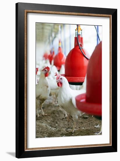 Organic Chicken Farming-null-Framed Photographic Print