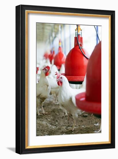 Organic Chicken Farming-null-Framed Photographic Print