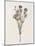 Organic Floral II-Natalie Carpentieri-Mounted Art Print