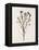 Organic Floral III-Natalie Carpentieri-Framed Stretched Canvas