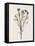 Organic Floral III-Natalie Carpentieri-Framed Stretched Canvas