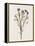 Organic Floral III-Natalie Carpentieri-Framed Stretched Canvas