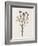 Organic Floral III-Natalie Carpentieri-Framed Art Print