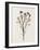 Organic Floral III-Natalie Carpentieri-Framed Art Print