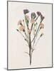 Organic Floral III-Natalie Carpentieri-Mounted Art Print