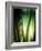 Organic I-Andrew Michaels-Framed Photographic Print