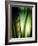 Organic I-Andrew Michaels-Framed Photographic Print