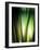 Organic I-Andrew Michaels-Framed Photographic Print