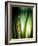 Organic I-Andrew Michaels-Framed Photographic Print