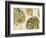 Organic II-Patricia Pinto-Framed Premium Giclee Print