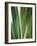 Organic IV-Andrew Michaels-Framed Photographic Print