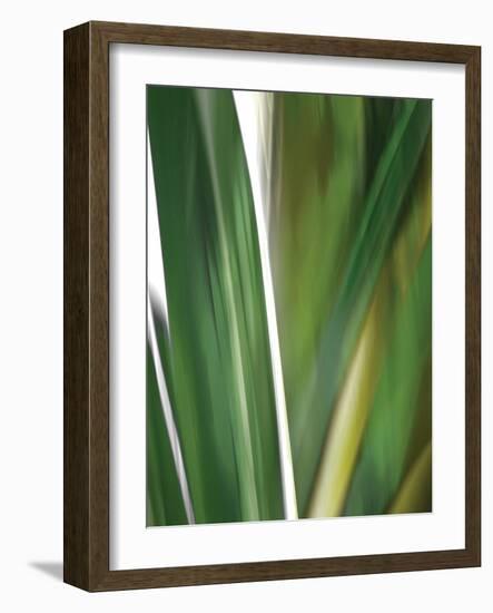 Organic IV-Andrew Michaels-Framed Photographic Print