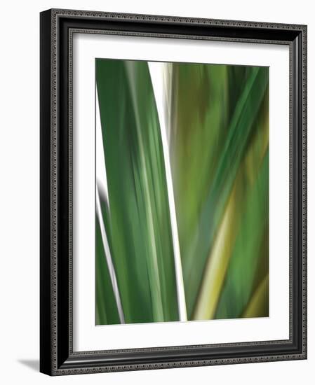 Organic IV-Andrew Michaels-Framed Photographic Print