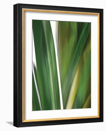 Organic IV-Andrew Michaels-Framed Photographic Print