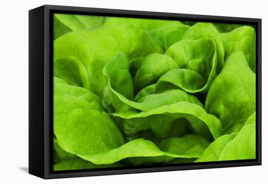 Organic Lettuce in a Green House, Savannah, Georgia, USA-Joanne Wells-Framed Premier Image Canvas