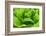 Organic Lettuce in a Green House, Savannah, Georgia, USA-Joanne Wells-Framed Photographic Print