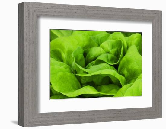 Organic Lettuce in a Green House, Savannah, Georgia, USA-Joanne Wells-Framed Photographic Print