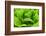 Organic Lettuce in a Green House, Savannah, Georgia, USA-Joanne Wells-Framed Photographic Print