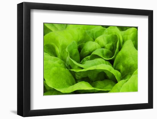 Organic Lettuce in a Green House, Savannah, Georgia, USA-Joanne Wells-Framed Photographic Print