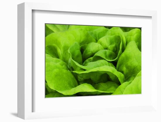 Organic Lettuce in a Green House, Savannah, Georgia, USA-Joanne Wells-Framed Photographic Print