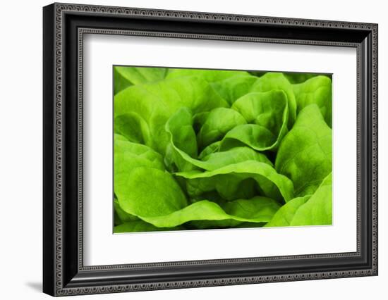 Organic Lettuce in a Green House, Savannah, Georgia, USA-Joanne Wells-Framed Photographic Print