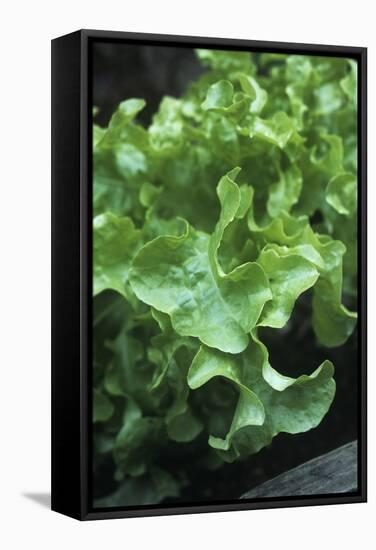 Organic Lettuce (Lactuca 'Salad Bowl')-Maxine Adcock-Framed Premier Image Canvas