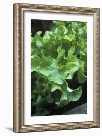 Organic Lettuce (Lactuca 'Salad Bowl')-Maxine Adcock-Framed Photographic Print