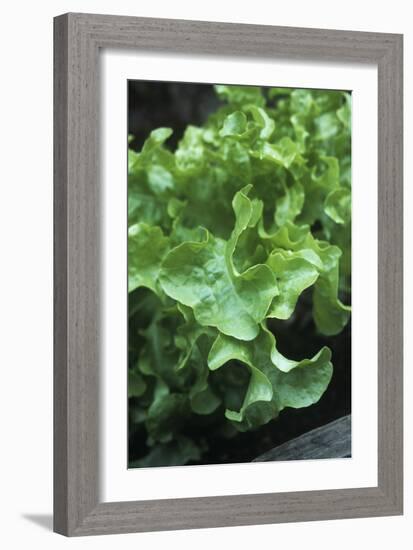 Organic Lettuce (Lactuca 'Salad Bowl')-Maxine Adcock-Framed Photographic Print