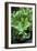 Organic Lettuce (Lactuca 'Salad Bowl')-Maxine Adcock-Framed Photographic Print