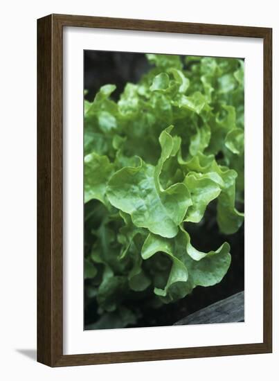 Organic Lettuce (Lactuca 'Salad Bowl')-Maxine Adcock-Framed Photographic Print