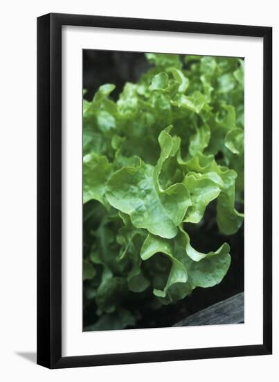 Organic Lettuce (Lactuca 'Salad Bowl')-Maxine Adcock-Framed Photographic Print