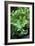 Organic Lettuce (Lactuca 'Salad Bowl')-Maxine Adcock-Framed Photographic Print