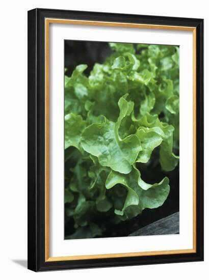 Organic Lettuce (Lactuca 'Salad Bowl')-Maxine Adcock-Framed Photographic Print