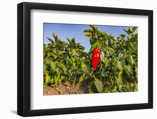 Organic red pepper farm, Marmara region, Turkey.-Ali Kabas-Framed Photographic Print