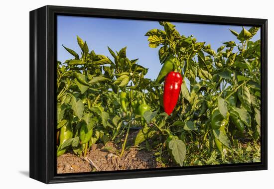 Organic red pepper farm, Marmara region, Turkey.-Ali Kabas-Framed Premier Image Canvas