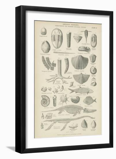 Organic Remains--Framed Giclee Print