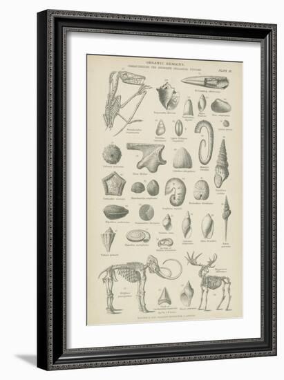 Organic Remains-null-Framed Giclee Print