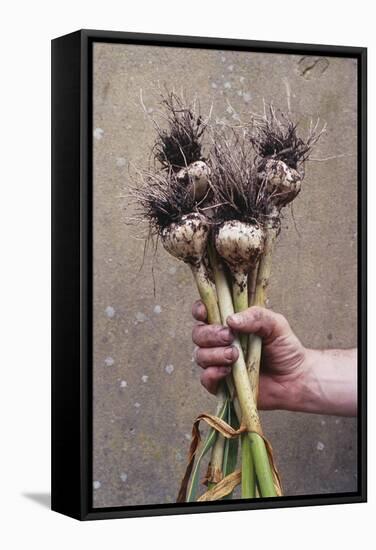 Organic Serpent Garlic-Maxine Adcock-Framed Premier Image Canvas